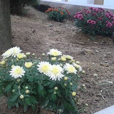 Flores de jardín 